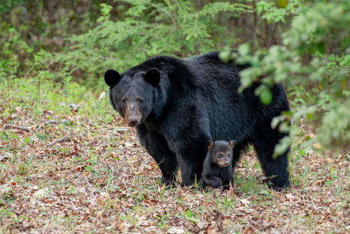 Black Bear